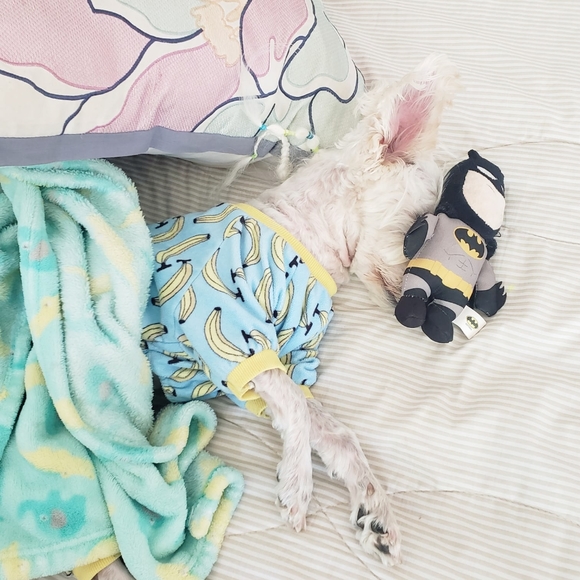 Meet your Posher, Clarity & Frosty Little Divo🐾💙 - Picture 6 of 16